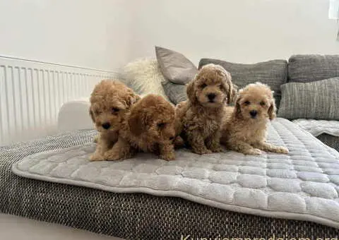 Prelepi stenci PUDLE u ponudi - 3/3