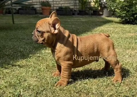Francuski Bulldog Od Kuce Don - 1/5