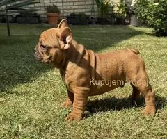 Francuski Bulldog Od Kuce Don