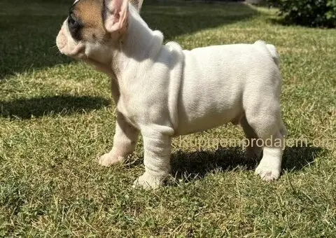 Francuski Bulldog Od Kuce Don - 2/5