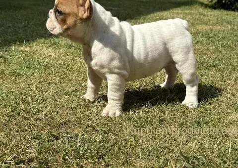 Francuski Bulldog Od Kuce Don - 3/5