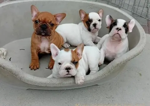 Francuski Bulldog Od Kuce Don - 4/5