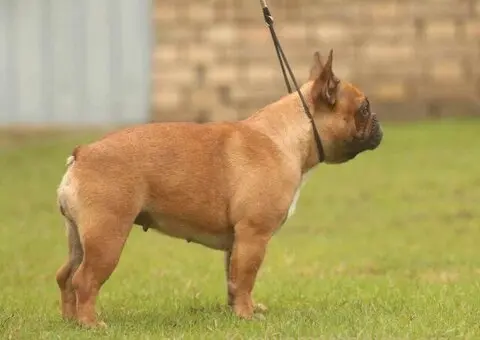 Francuski Bulldog Od Kuce Don - 5/5