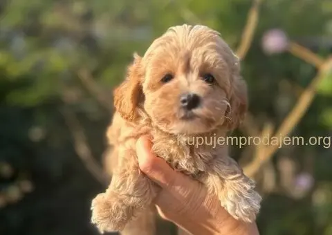 Maltipoo štenci 🐕 - 3/7