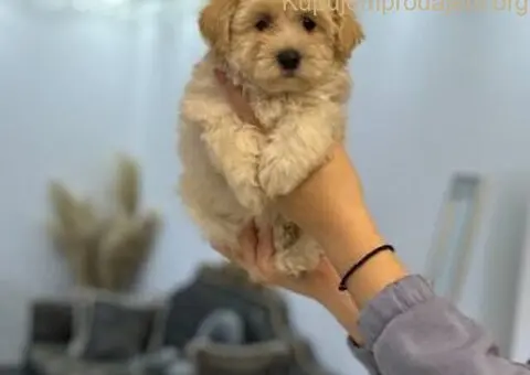 Maltipoo štenci 🐕 - 5/7