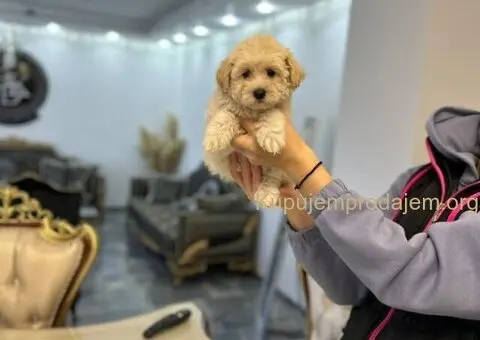 Maltipoo štenci 🐕 - 6/7