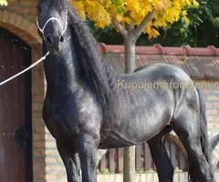 Frizijski konji na prodaju 🐴