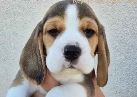 Bigl stenci na prodaju - 1/12