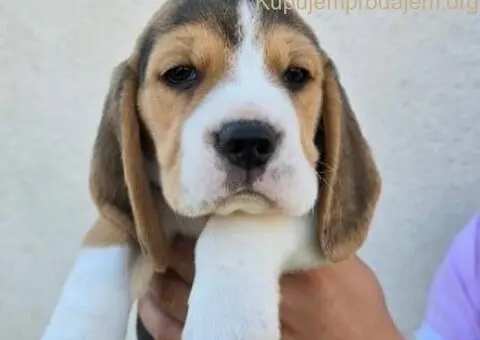 Bigl stenci na prodaju - 2/12