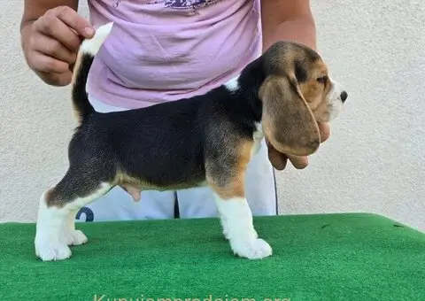 Bigl stenci na prodaju - 3/12