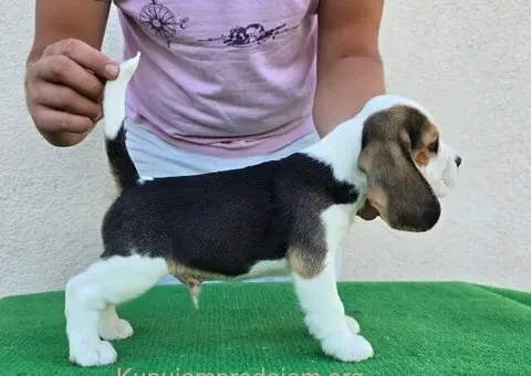 Bigl stenci na prodaju - 4/12