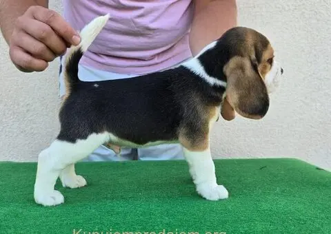 Bigl stenci na prodaju - 5/12