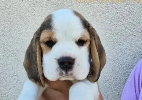 Bigl stenci na prodaju - 6/12