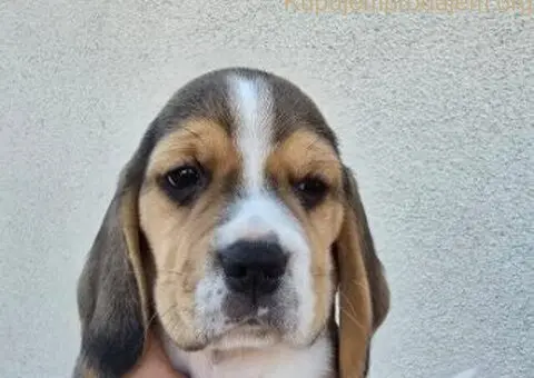 Bigl stenci na prodaju - 7/12