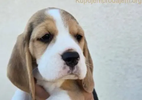 Bigl stenci na prodaju - 8/12