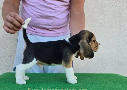 Bigl stenci na prodaju - 9/12