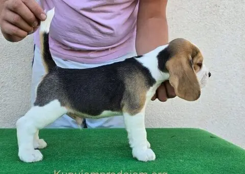 Bigl stenci na prodaju - 10/12