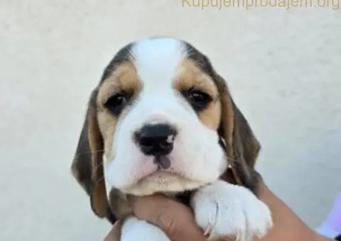 Bigl stenci na prodaju - 11/12