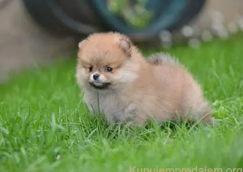 Pomeranski spic prelepog krzna - 1/4