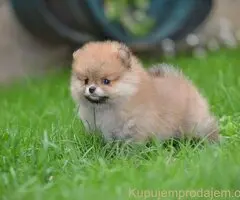 Pomeranski spic prelepog krzna