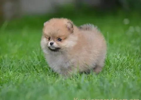 Pomeranski spic prelepog krzna - 2/4