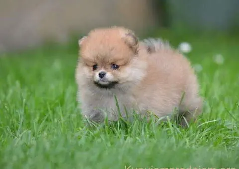 Pomeranski spic prelepog krzna - 3/4