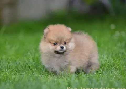 Pomeranski spic prelepog krzna - 4/4