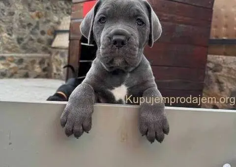 Cane Corso štenci - 1/8