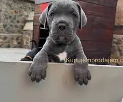 Cane Corso štenci