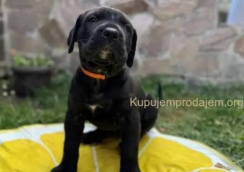 Cane Corso štenci - 2/8