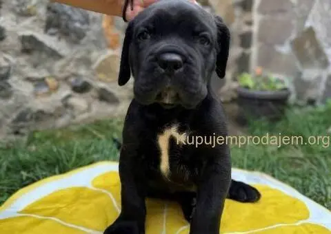 Cane Corso štenci - 3/8