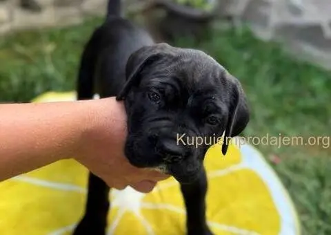 Cane Corso štenci - 4/8
