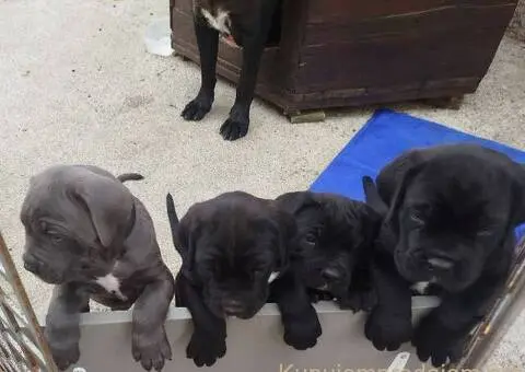 Cane Corso štenci - 5/8