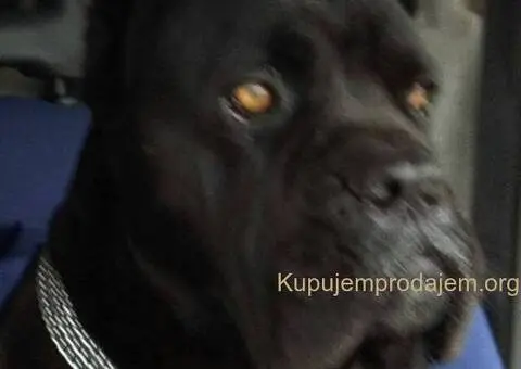 Cane Corso štenci - 6/8