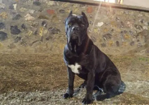 Cane Corso štenci - 7/8