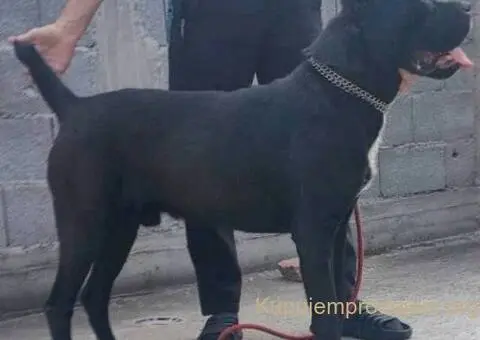 Cane Corso štenci - 8/8