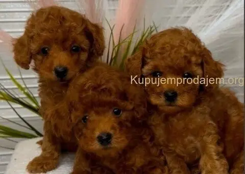 U ponudi  predivni štenci toy pudle - 1/5