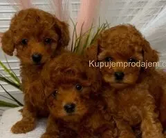 U ponudi  predivni štenci toy pudle