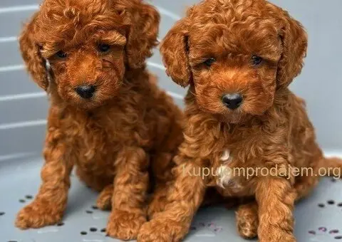 U ponudi  predivni štenci toy pudle - 2/5