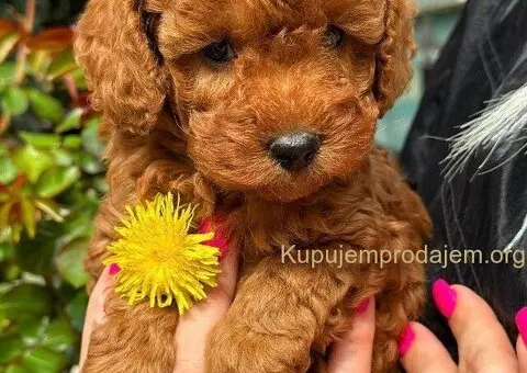 U ponudi  predivni štenci toy pudle - 3/5