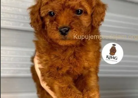 U ponudi  predivni štenci toy pudle - 5/5