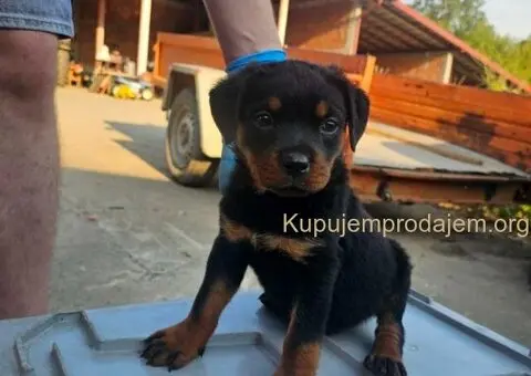 ROTVAJLER odlični štenci - 1/5