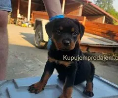 ROTVAJLER odlični štenci