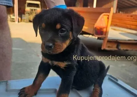 ROTVAJLER odlični štenci - 2/5