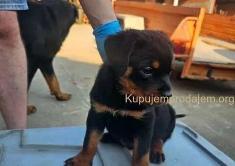 ROTVAJLER odlični štenci - 3/5
