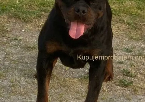 ROTVAJLER odlični štenci - 4/5