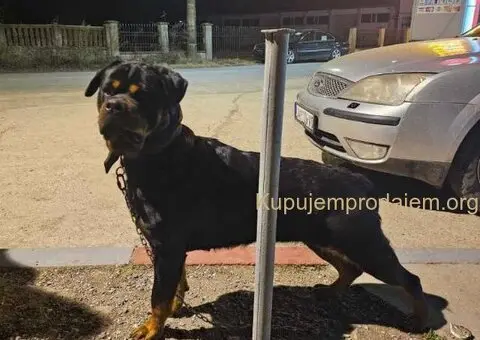 ROTVAJLER odlični štenci - 5/5