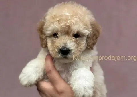 Patuljasta Aprikot Pudla štenci - 2/8