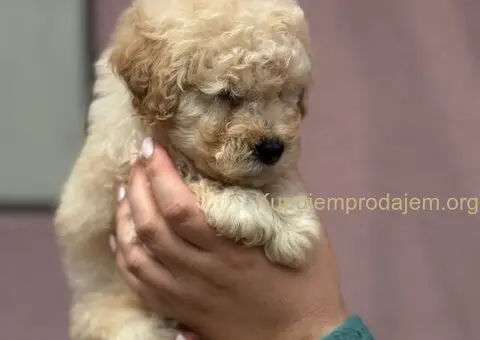 Patuljasta Aprikot Pudla štenci - 4/8