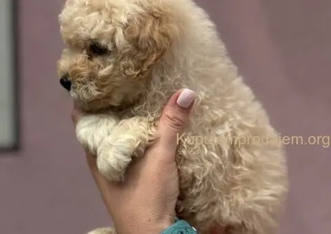 Patuljasta Aprikot Pudla štenci - 6/8